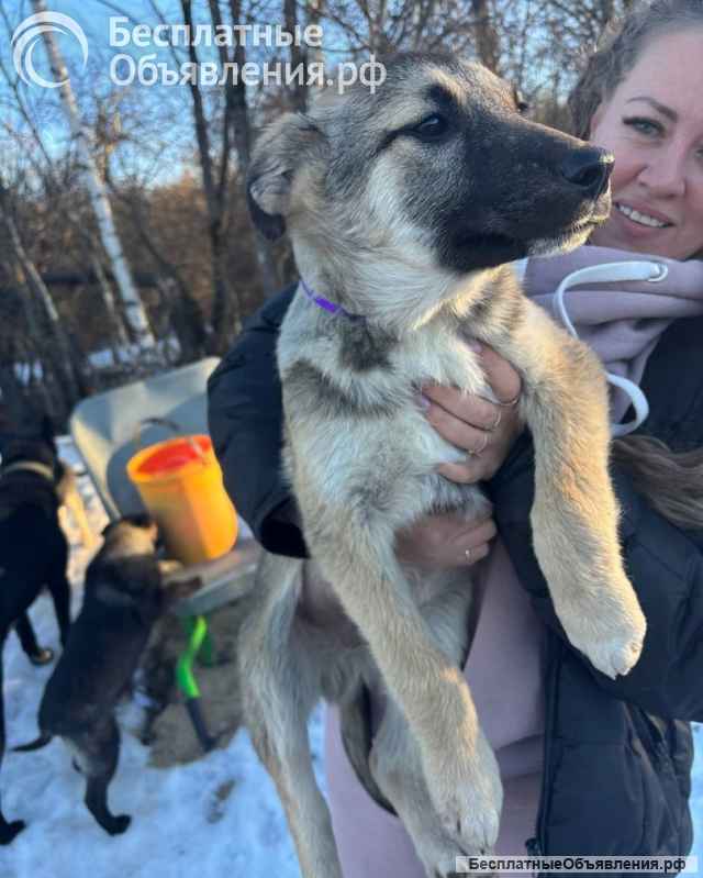 Щенки благородной дворянской породы, ищут ответственных хозяев