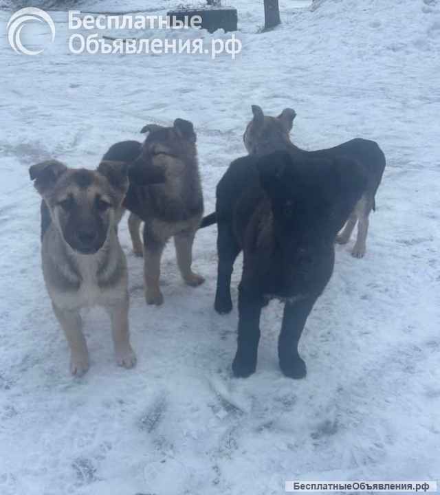 Щенки благородной дворянской породы, ищут ответственных хозяев