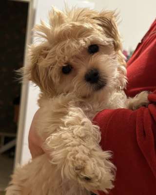 Щенок Мальтипу