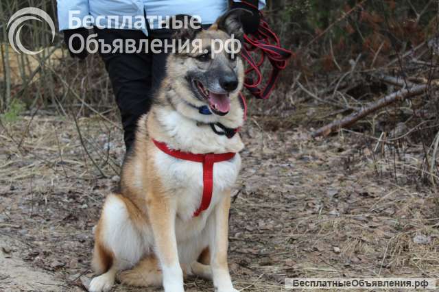 Собака очень ждет хозяина