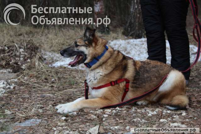 Собака очень ждет хозяина