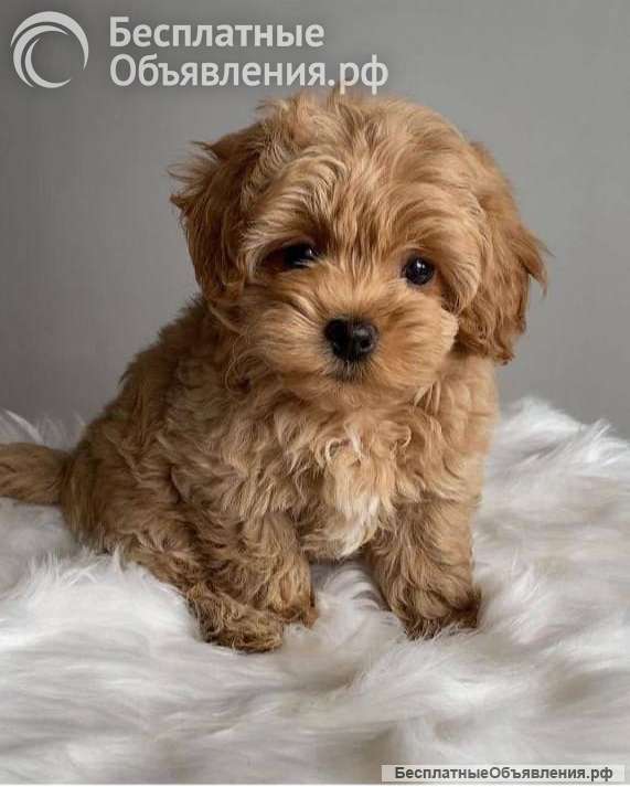 Щенки Мальтипу F1 и F2