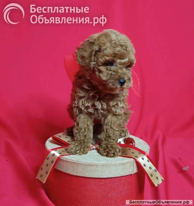 Щенки Той Пуделя (Мальчики и Девочки)