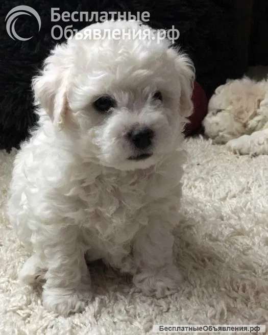Щенки Бишон Фризе в Продаже