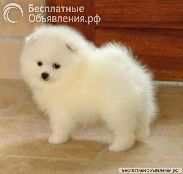 Щеночки Шпиц Готовы к переезду