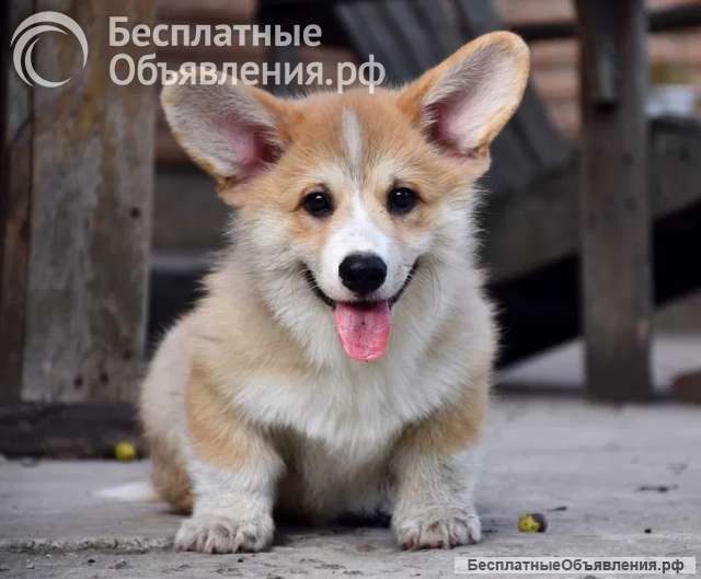 Щенки Вельш Корги Пемброк Продажа