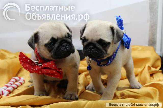 Щенки МОПС Лучшие щенки для вас