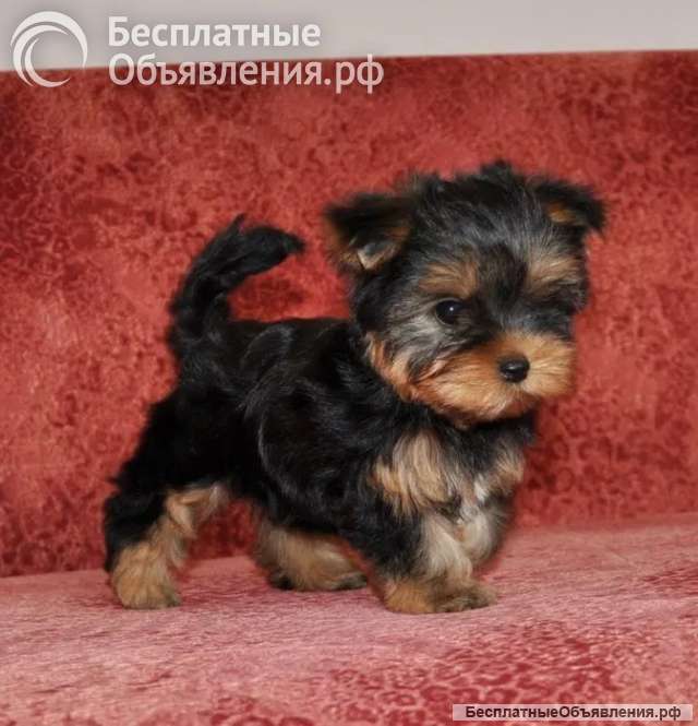 Щенки Йоркширского Терьера