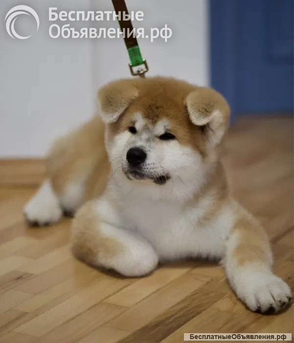 Щенки Акита Ину Готовы к продаже