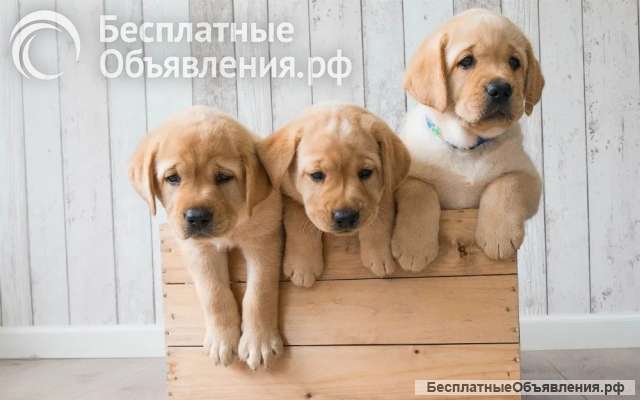 Щенки Лабрадора Продаем