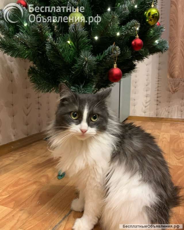 Маруся ищет дом