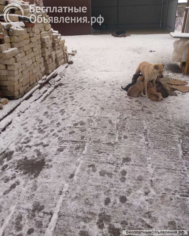 Щенки для двора