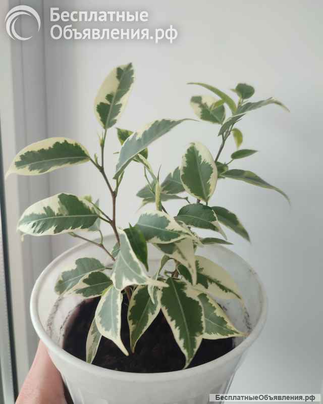 Фикус Бенджамина