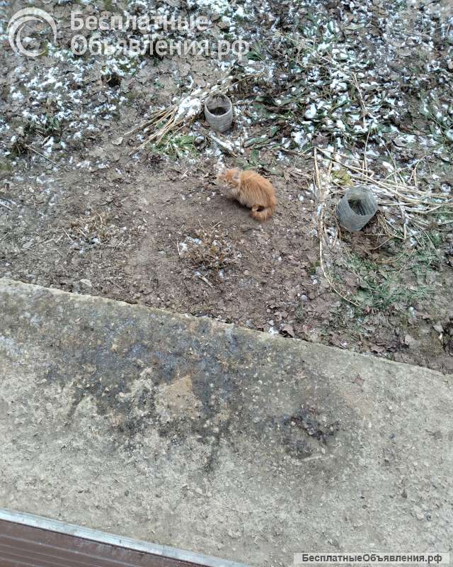 Отдам в добрые руки