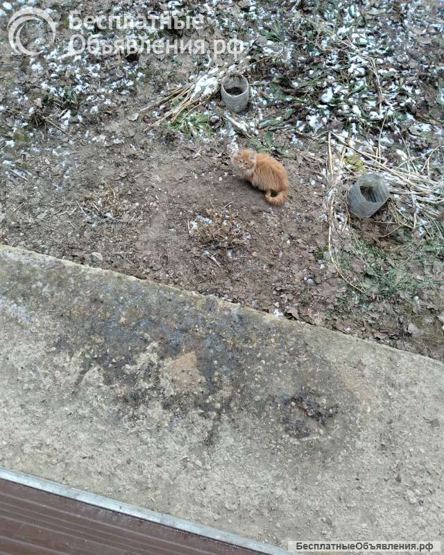 Отдам в добрые руки