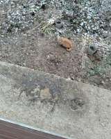 Отдам в добрые руки