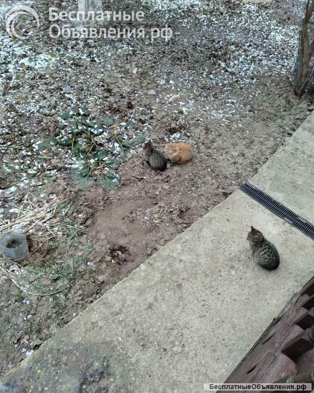 Отдам в добрые руки