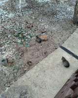 Отдам в добрые руки