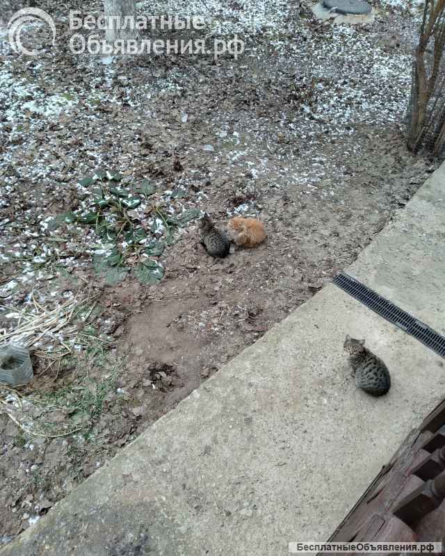 Отдам в добрые руки