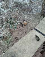 Отдам в добрые руки