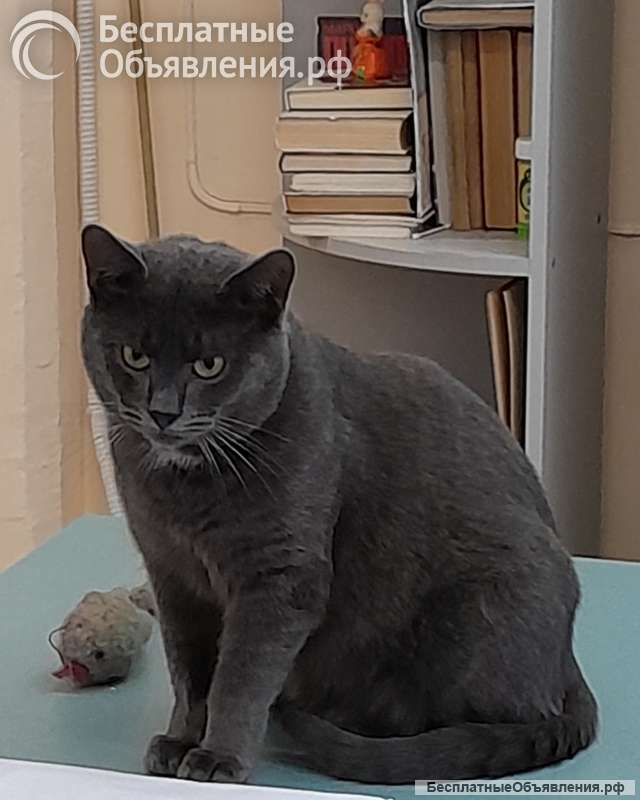Коты и кошка
