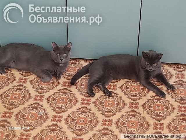 Коты и кошка