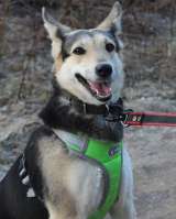 Маленькая миниатюрная собачка ищет семью