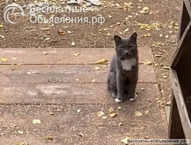 Потерялся кот