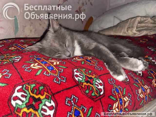 Потерялся кот