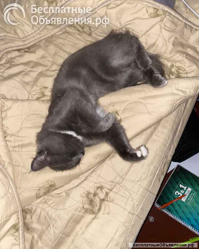 Потерялся кот