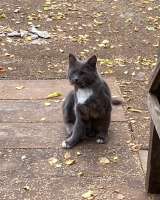 Потерялся кот