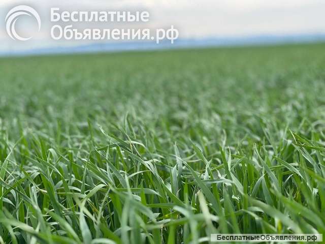 Хозяйство 1100 Га