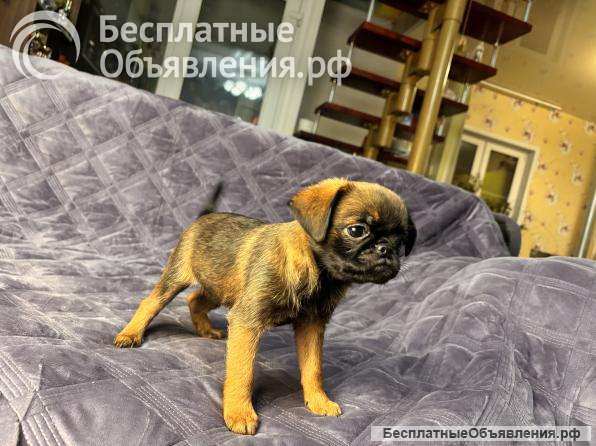 Пти брабансон рыжий парнишка для вас. Февраль 2025