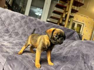 Пти брабансон рыжий парнишка для вас. Февраль 2025