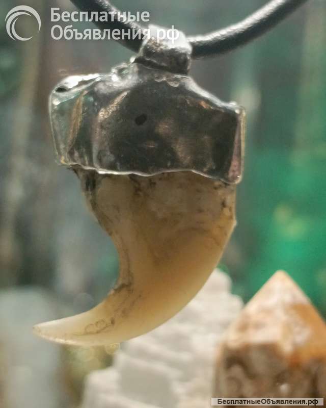 Коготь тигра