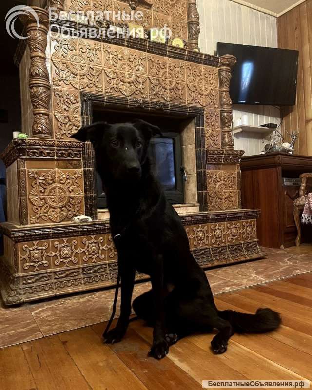 Афина в добрые руки