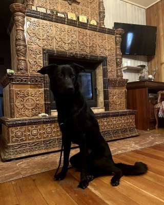 Афина в добрые руки