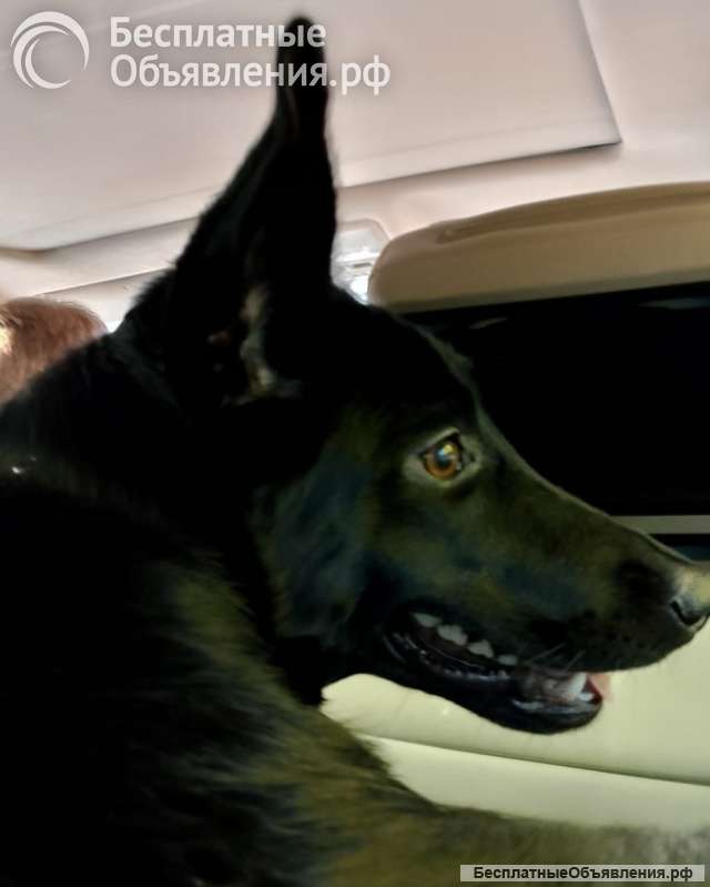 Афина в добрые руки