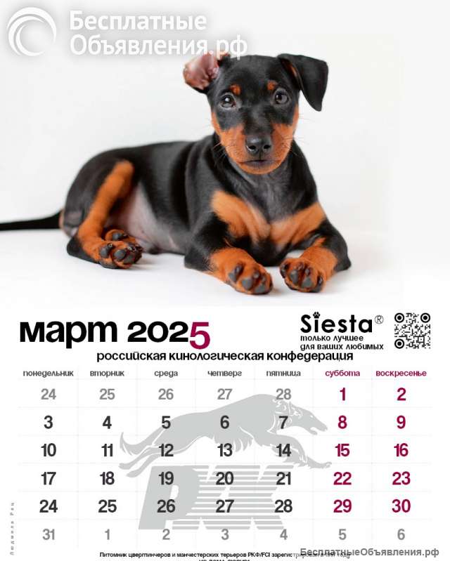 Щенки цвергпинчера