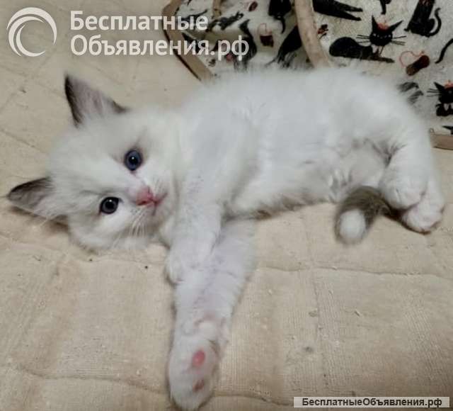 Котята Рэгдолл