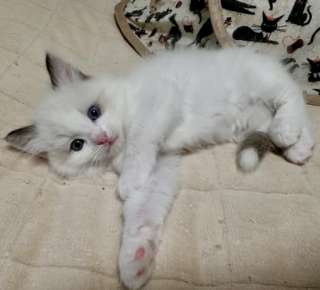 Котята Рэгдолл