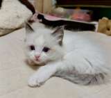 Котята Рэгдолл