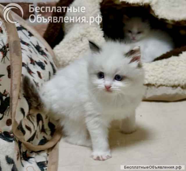 Котята Рэгдолл