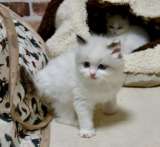 Котята Рэгдолл