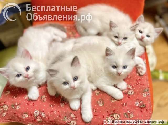 Котенок Рэгдолл