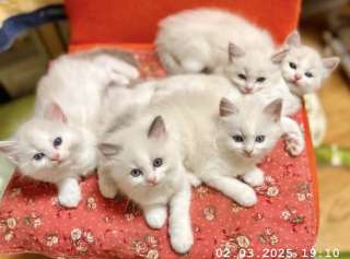 Котенок Рэгдолл