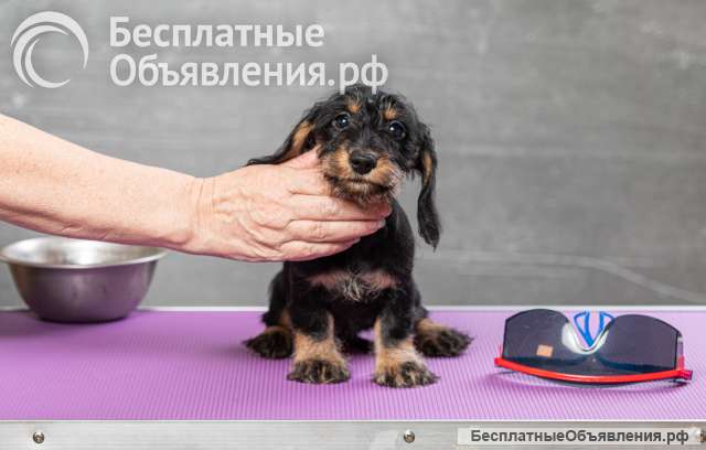 Щенок максы мини жесткошерстной, девочка