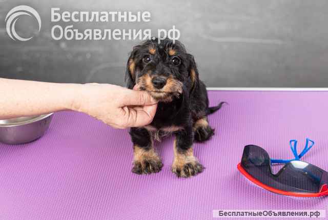 Щенок максы мини жесткошерстной, девочка