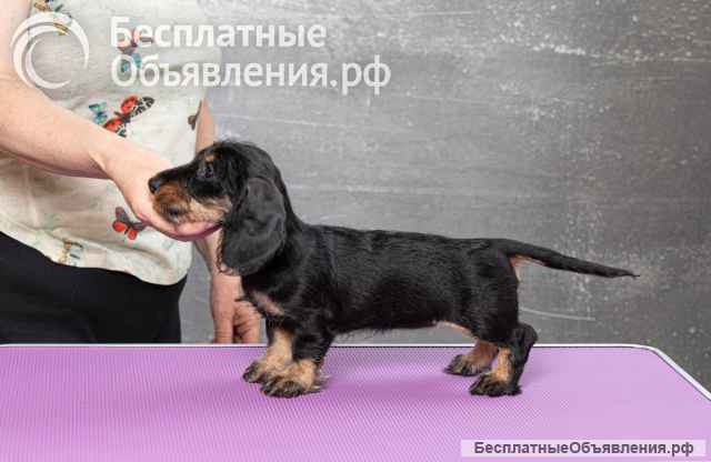 Щенок максы мини жесткошерстной, девочка