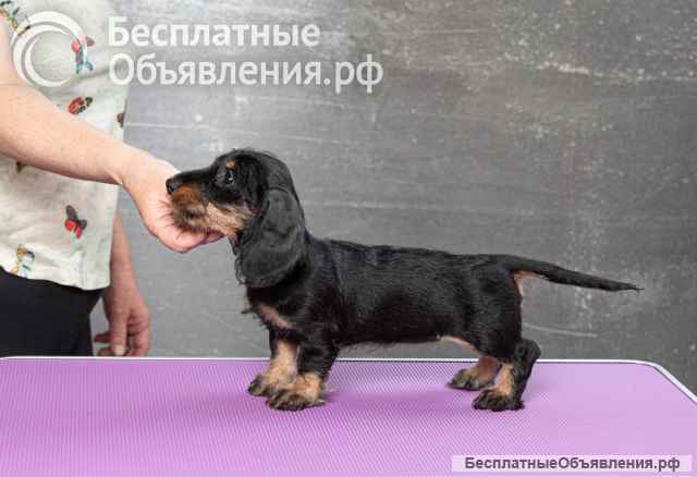 Щенок максы мини жесткошерстной, девочка